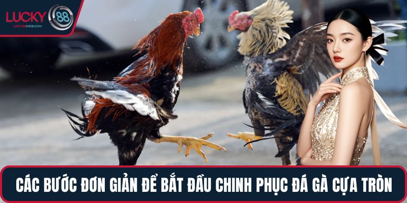 Các bước đơn giản để bắt đầu chinh phục đá gà cựa tròn