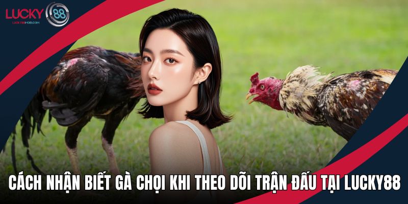Cách nhận biết gà chọi
