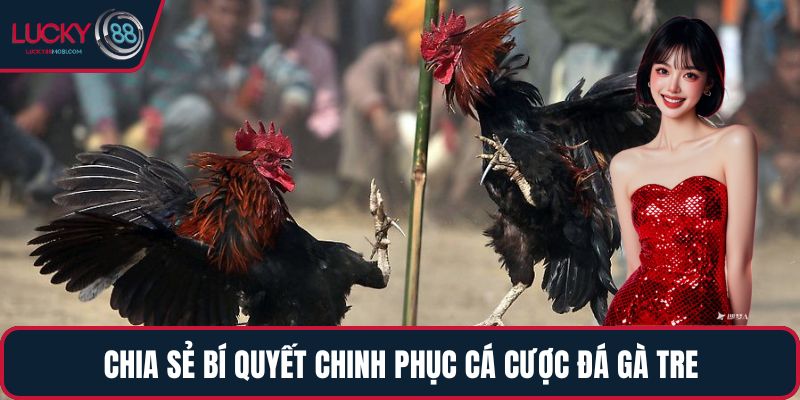 Chia sẻ bí quyết chinh phục cá cược đá gà tre