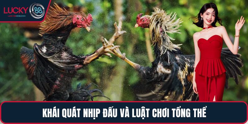Khái quát nhịp đấu và luật chơi tổng thể