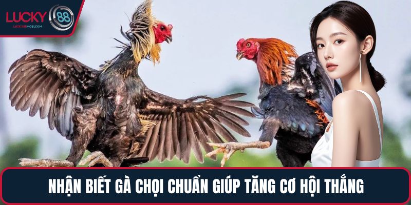 Nhận biết gà chọi chuẩn giúp tăng cơ hội thắng